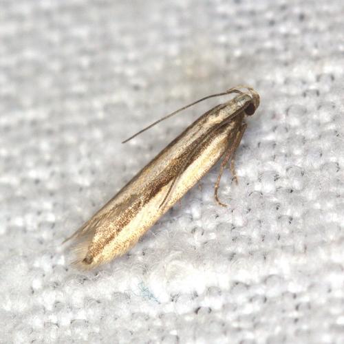 Mirificarma interrupta